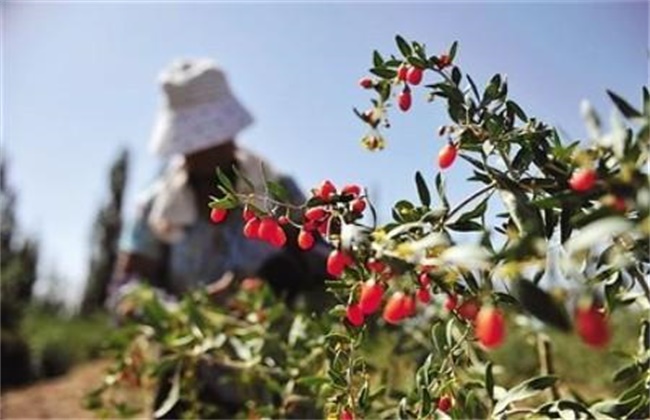 枸杞落花落果的原因及防治方法