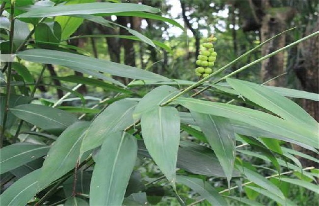 益智仁 种植 技术