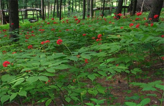 人参的种植条件