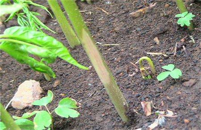 人参的种植条件
