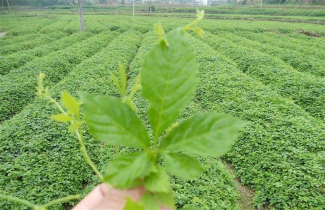 绞股蓝 繁殖 方法