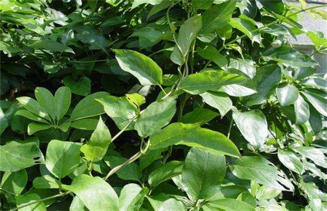 鸡屎藤 栽培 技术