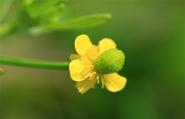 石龙芮 栽培 技术