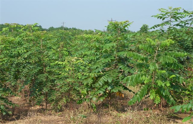 无患子树种植技术