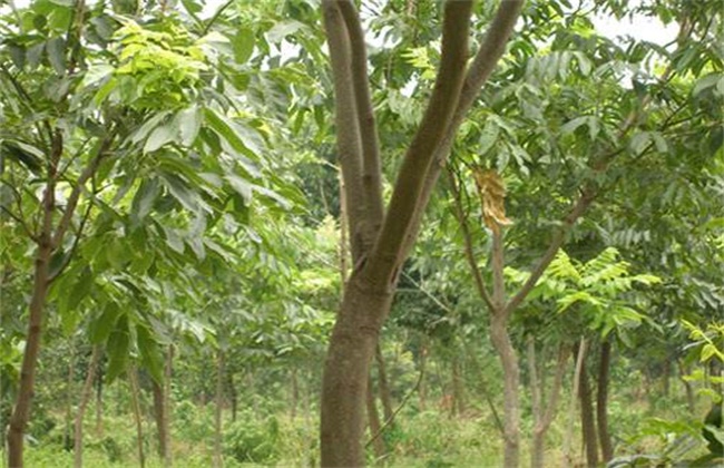 无患子树种植技术