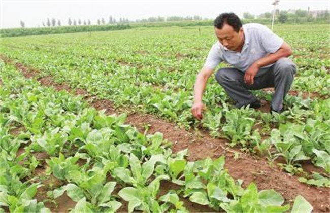 板蓝根种植技术