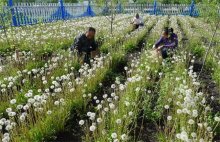 蒲公英种植的田间管理