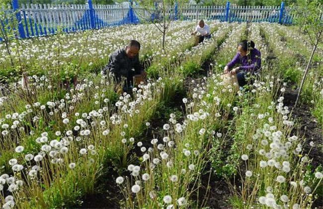 蒲公英 田间管理 种植