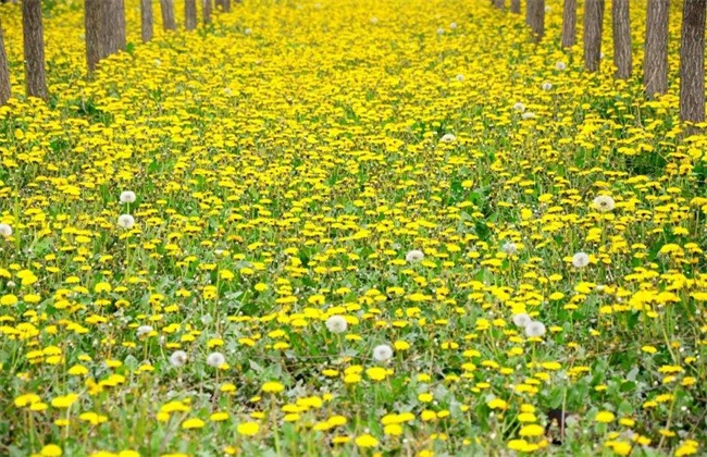 蒲公英 田间管理 种植