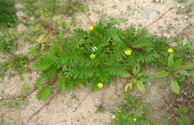 蕨麻 种植 技术