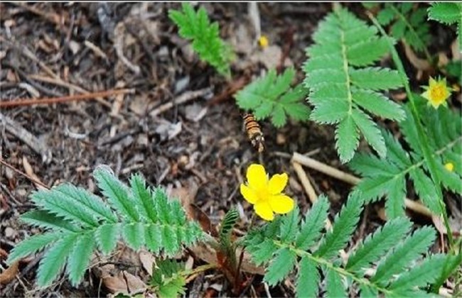 蕨麻 种植 技术