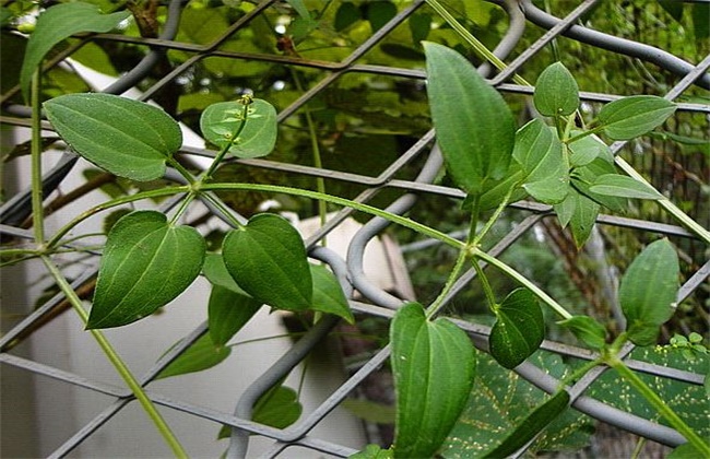 茜草种植技术