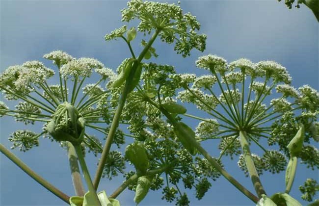 白芷的种植技术