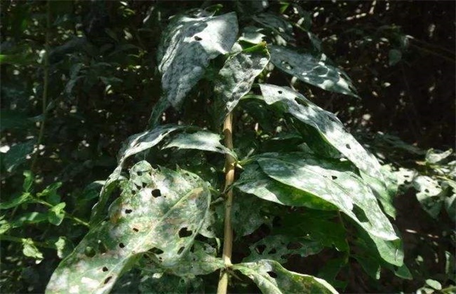 枸杞常见病虫害防治方法