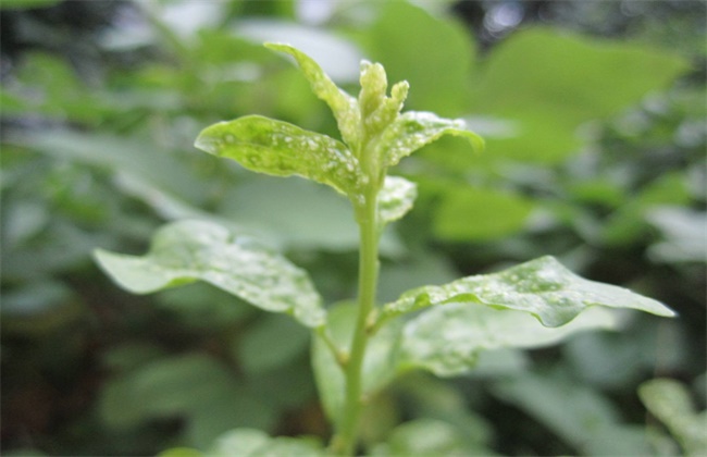 枸杞常见病虫害防治方法