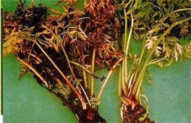 黄芪常见病虫害防治方法