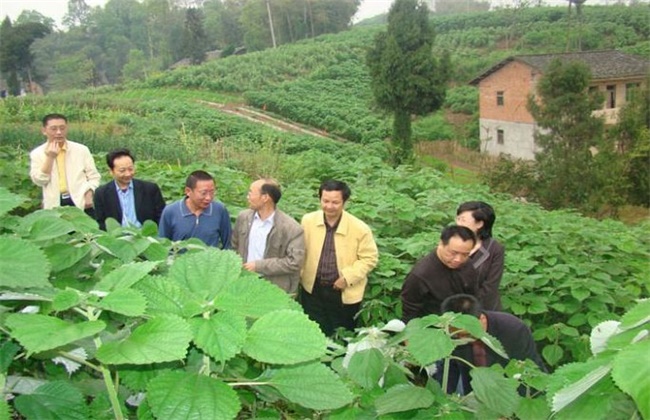 苎麻的种植技术