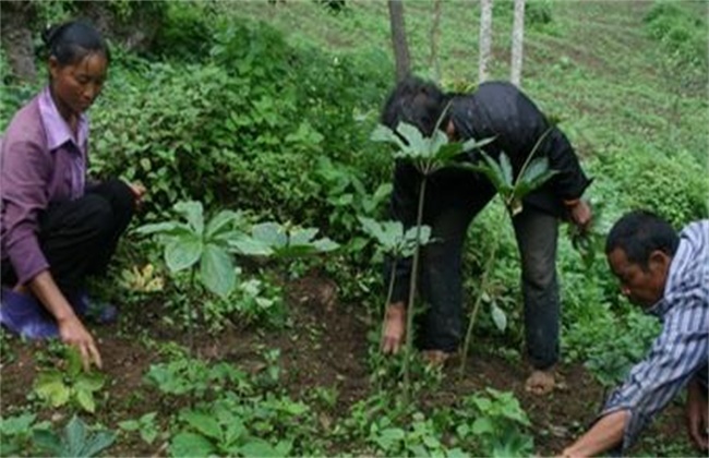 重楼种植技术