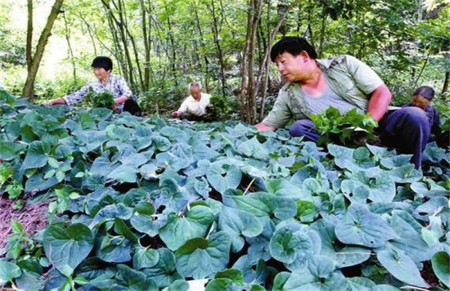 细辛的种植技术