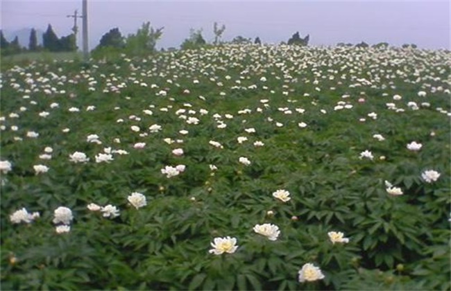 白芍的种植技术