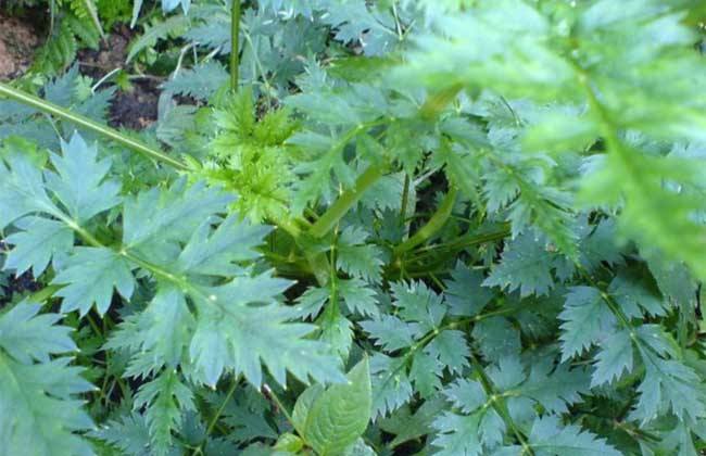 川芎的种植技术