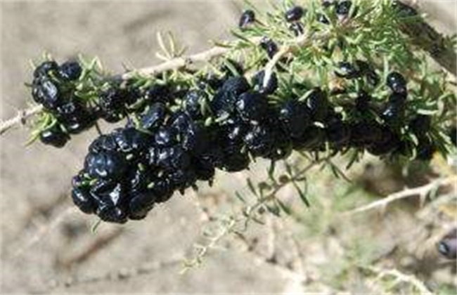 黑枸杞 种植 方法