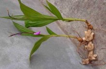 怎样提高白芨种植成活率