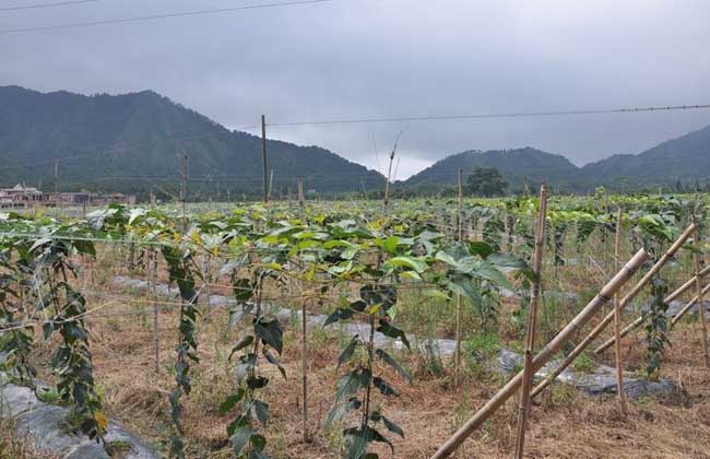 罗汉果