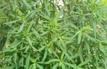 地肤种子价格及种植方法