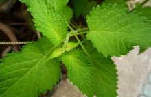 藿香种子价格及种植方法
