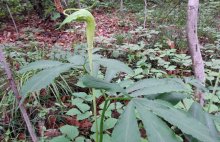 半夏种子价格及种植方法