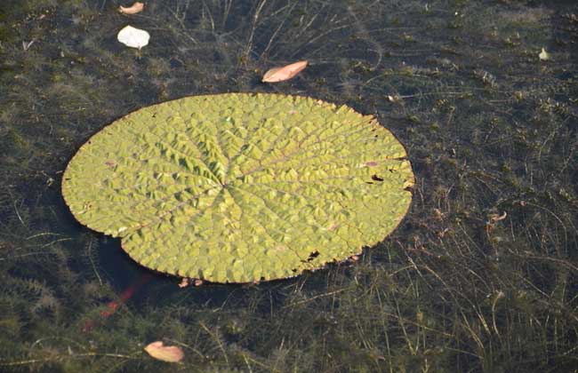 芡实种植技术