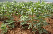 附子高产种植技术
