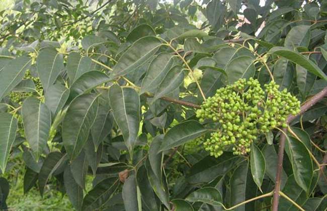 吴茱萸种植技术