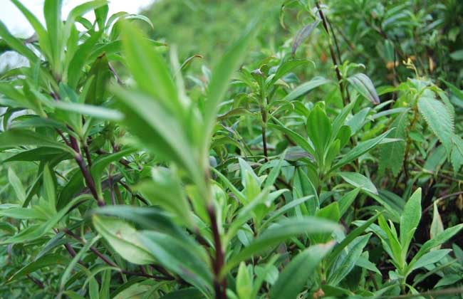 龙胆草种植技术