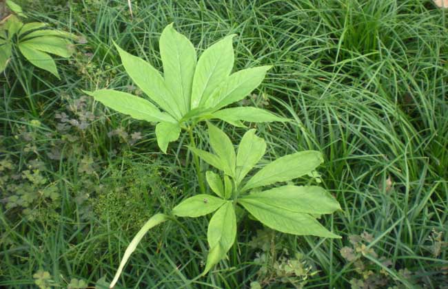 半夏的种植前景及市场现状