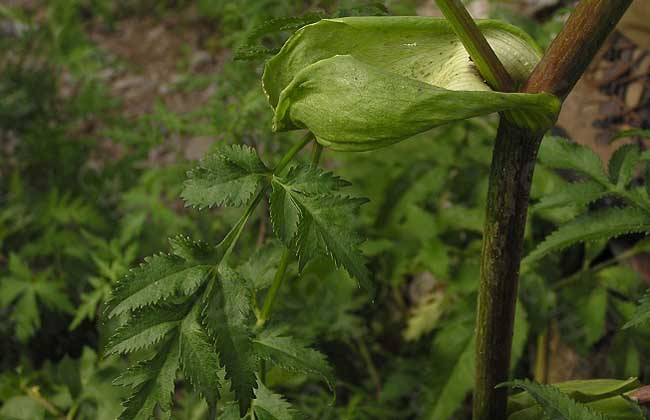 白芷种植时间