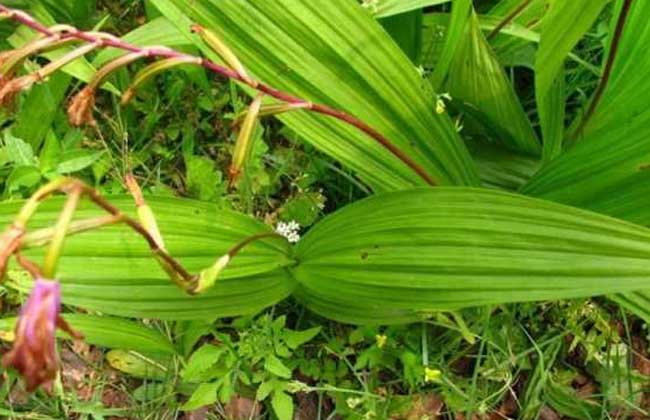 白芨种子市场价格及繁殖技术