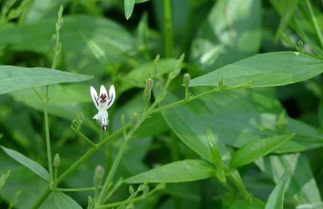 穿心莲种植技术