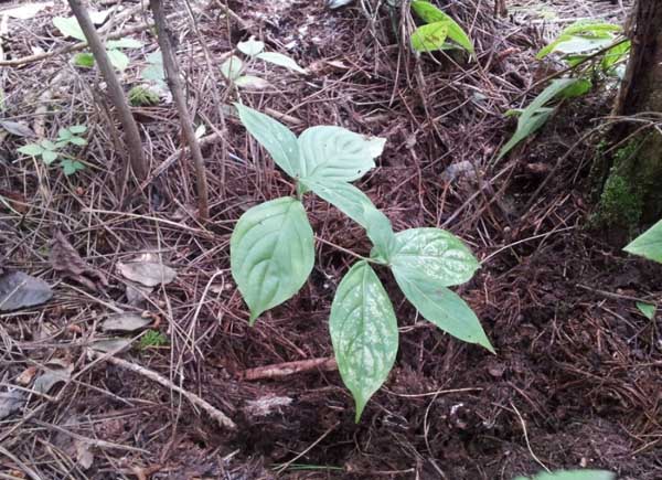 人参的种植条件