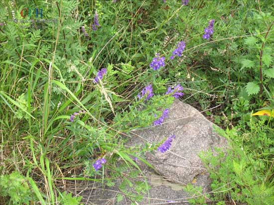 黄芩