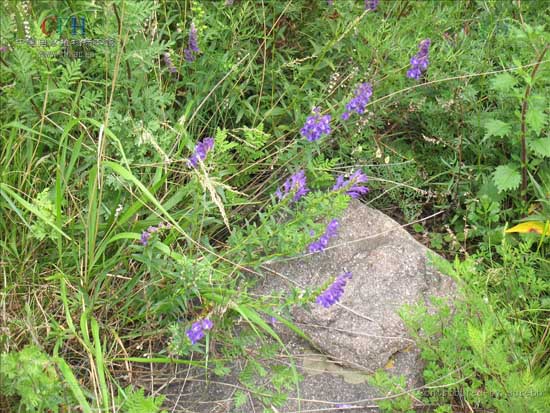 黄芩