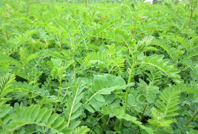 黄芪规范化种植技术