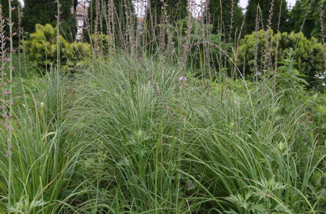 知母种植技术