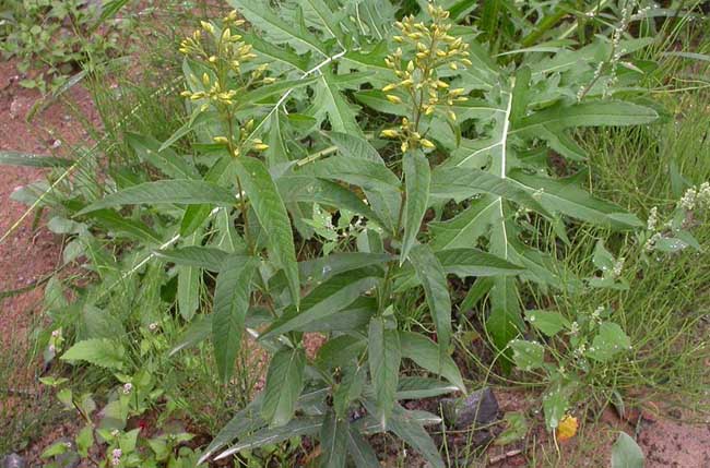 黄连种植技术