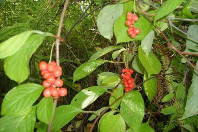 五味子种植技术