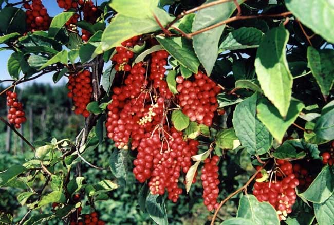 五味子种植技术