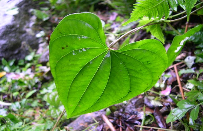 黄药