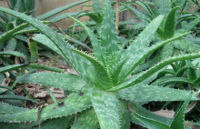 芦荟泡酒的功效与制作方法