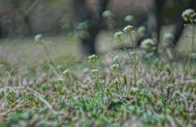 荠菜花